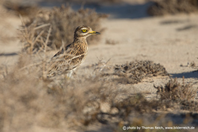 Eurasian Stone-curlew call