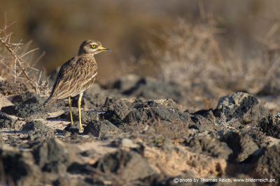 Eurasian Stone-curlew stands in the lava rubble