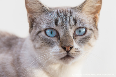 House cat bright blue eyes