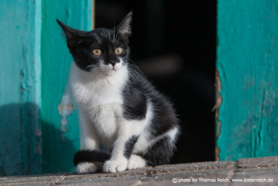 Small cat with black and white fur