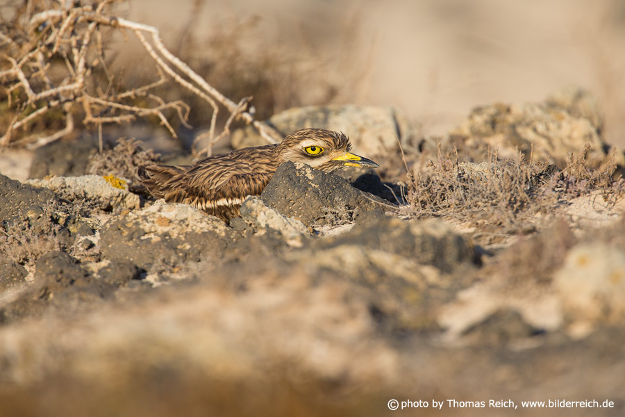 Eurasian Stone-curlew camouflage