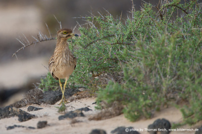 Stone curlew distribution