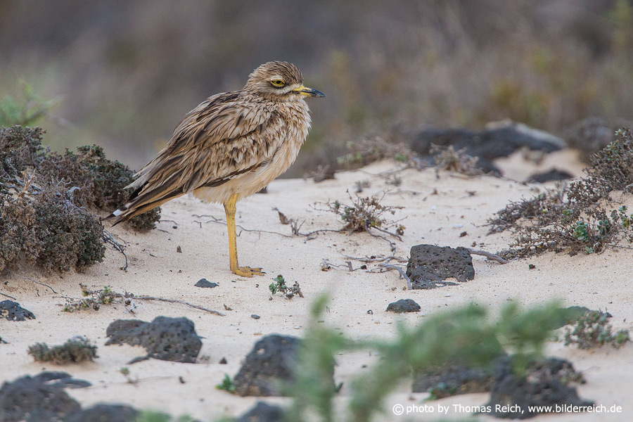 Eurasian Stone-curlew noise
