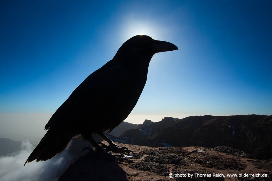 Silhouette Raven bird