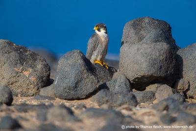 Adult Barbary Falcon male