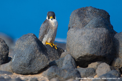 Barbary Falcon habitat