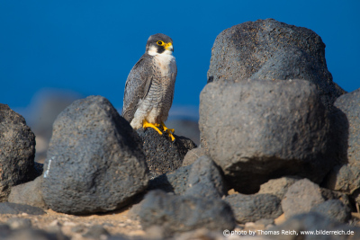 Barbary Falcon appearance