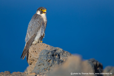 Barbary Falcon beak