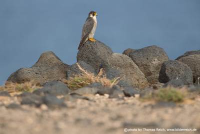 Barbary Falcon watching