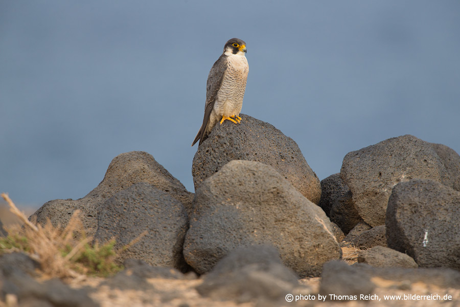 peregrin falcon sound barrier