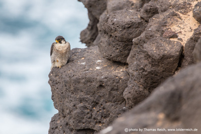Barbary Falcon on the cliff