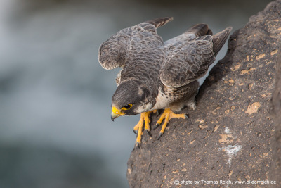 Barbary Falcon hunting