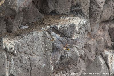 Barbary Falcon nest with chicks