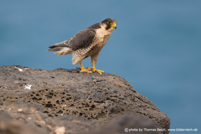 Barbary Falcon female
