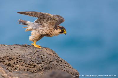 Barbary Falcon wings