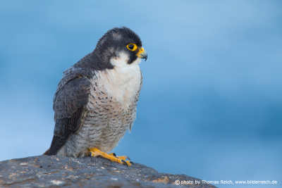 Bird of prey Fuerteventura
