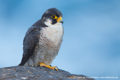 Barbary falcon height