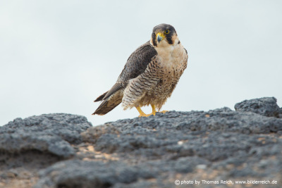 Barbary Falcon diet