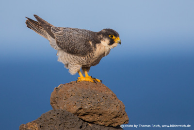 Barbary Falcon male bird