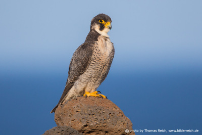 Barbary Falcon Canary islands