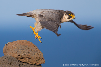 Barbary Falcon flight image