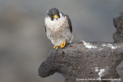 Barbary Falcon at the cliff