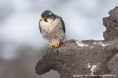 Appearance Barbary Falcon male