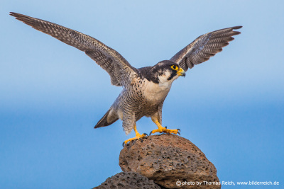Barbary Falcon female bird
