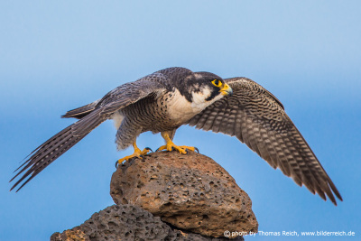 Barbary Falcon - Bird species on Fuerteventura