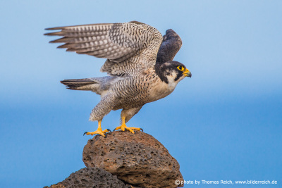 Barbary Falcon wingbeats