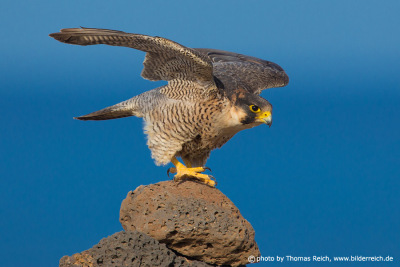 Barbary Falcon wingspan