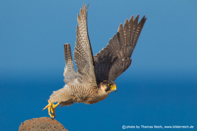 Barbary falcon takeoff