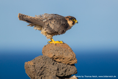 Appearance Barbary Falcon female