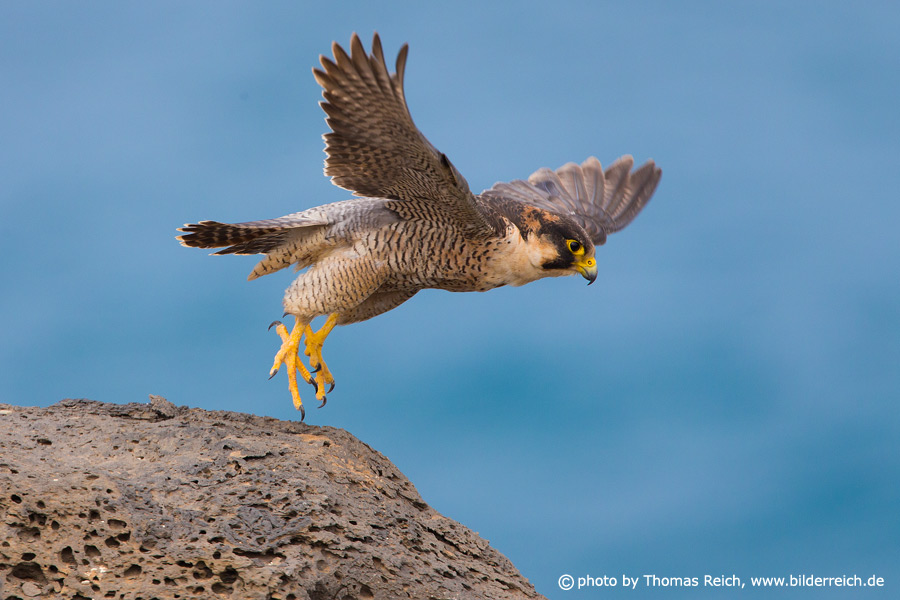 Barbary Falcon flies