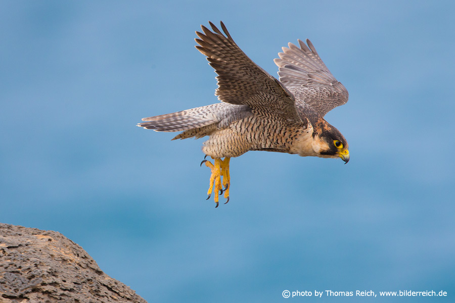 Barbary Falcon flight speed