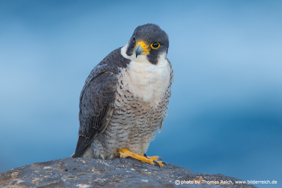 Barbary Falcon Raptor Fuerteventura