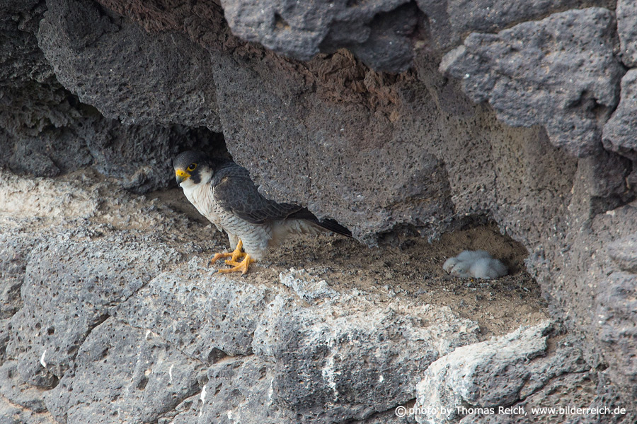 Barbary Falcon breeding