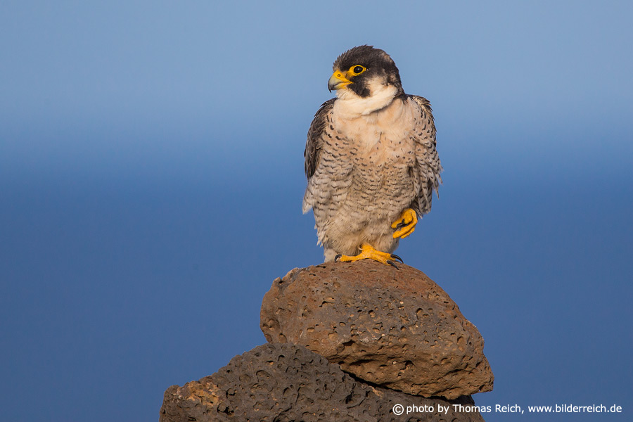 Barbary Falcon male