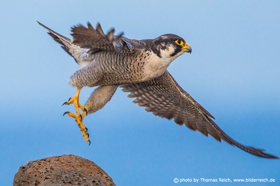 Adult Barbary falcon in flight