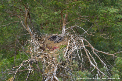 White-tailed eagle nesting site
