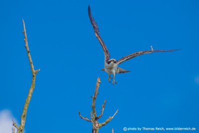 Osprey bird flight image