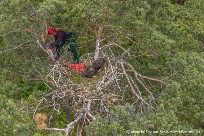 Tree climber at white-tailed eagle nest