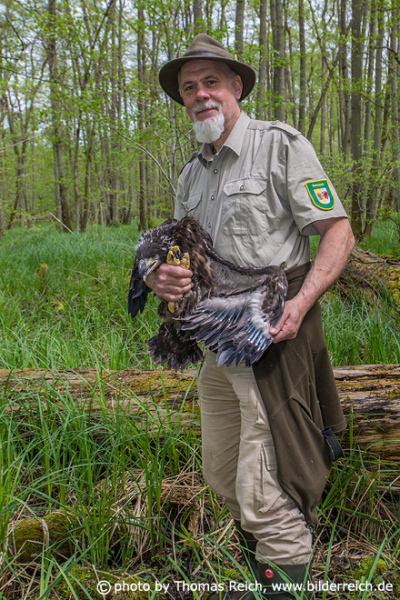 Naturpark Ranger with a young White-tailed eagale