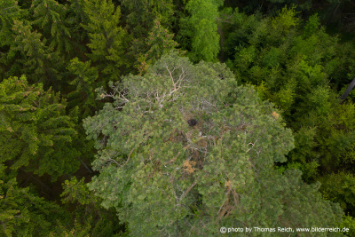 White-tailed eagle nest coniferous forest