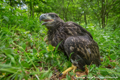 Juvenile White-tailed eagle forest
