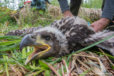 White-tailed eagle chick during ringing