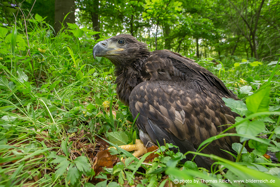 White-tailed eagle baby forest
