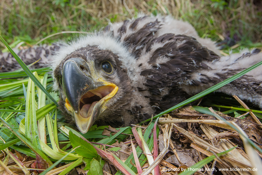 Appearance of White-tailed Eagle nestling