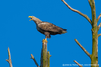 White-tailed eagle song