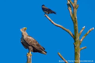 White-tailed sea eagle and crow